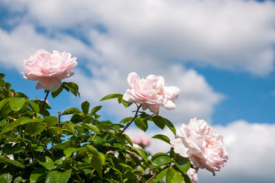 Close-up of pink flowering plant against cloudy sky