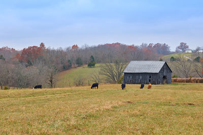 View of animals on field against sky