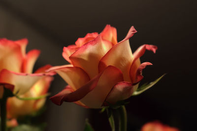 Close-up of flower blooming at night
