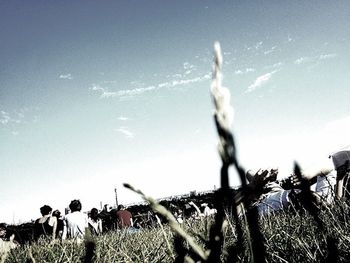 Plants growing on field against sky