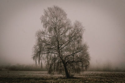 Bare tree on field against sky