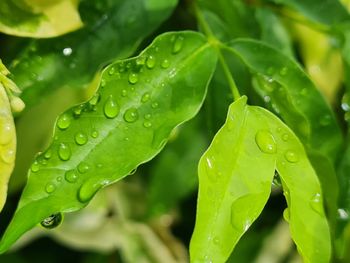 Close-up of water drops on leaves