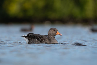 Bird swimming in lake