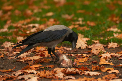 Close-up of bird on field