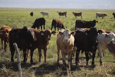 Cows on field