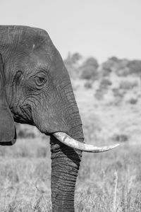 Close-up of elephant against sky