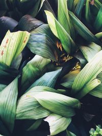 Full frame shot of fresh green plant