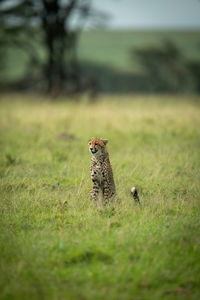 Cheetah cub sits in grass facing left