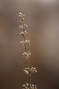 Close-up of flowering plant