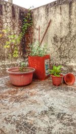 Potted plant against wall in yard