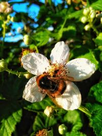 Close-up of bee on flower