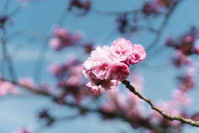 Close-up of pink cherry blossom