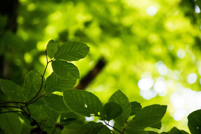 Close-up of green leaves