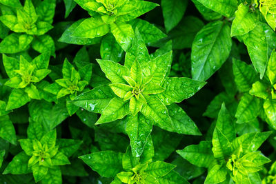 A pattern of green plant leaves, top view. rosettes and bright green petals on the flower bed. 