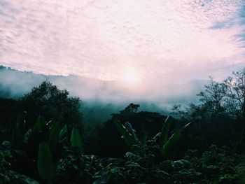 Scenic view of forest against sky at sunset