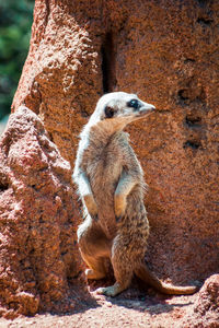 Meerkat perched infront of a termite hill at the zoo in grand rapids michigan