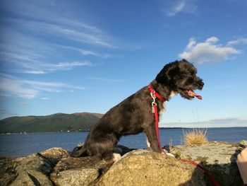 Dog standing by sea against sky