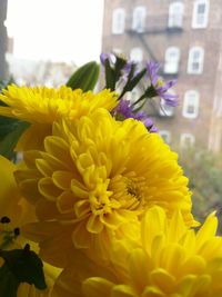 Close-up of yellow flower