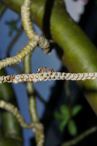 Close-up of barbed wire on plant