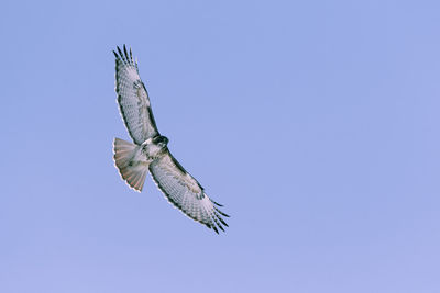 Low angle view of eagle flying against clear sky