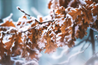 Close-up of snow on tree during winter