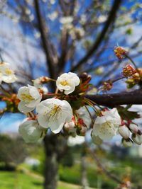 Close-up of white cherry blossom tree