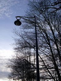 Low angle view of tree against sky