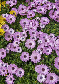 High angle view of purple flowers