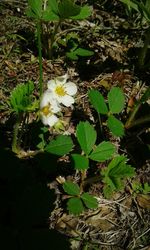 High angle view of flowering plants on land