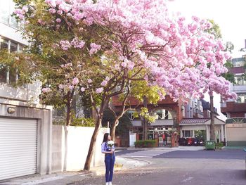 Full length of flowers on tree in city