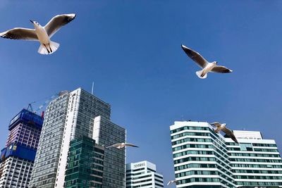 Low angle view of seagulls flying against buildings in city