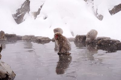 Monkey swimming in lake during winter