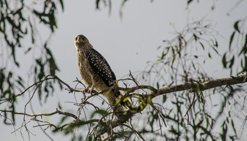 Close-up of eagle perching on tree