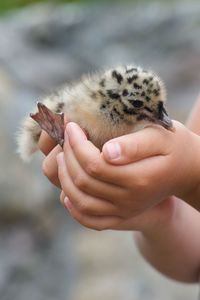 Close-up of hand holding hands