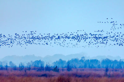 Flock of birds flying in the sky