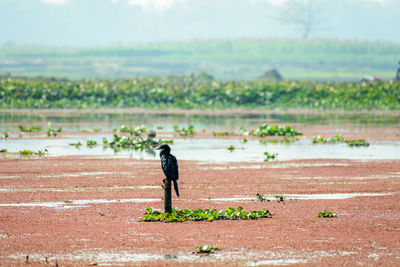 Rear view cormorant water bird or aquatic bird in mangalajodi, odisha on field