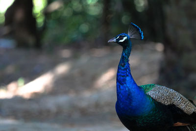 Close-up of peacock