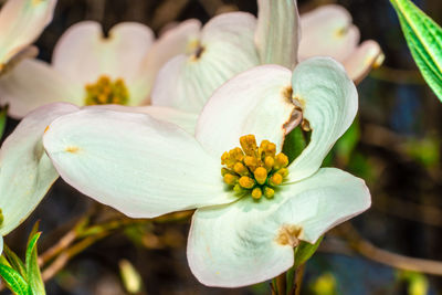Close-up of white flowering plant