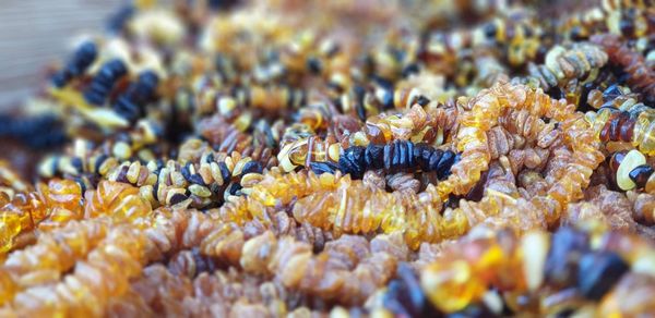 Close-up of coral in sea