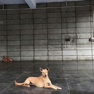 Cat relaxing on tiled floor