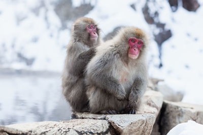 Two japanese snow monkeys sitting on the stone