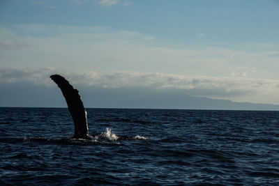 Humpback whale cavorting near islas marietas near bucerias bay, punta mita, mexico