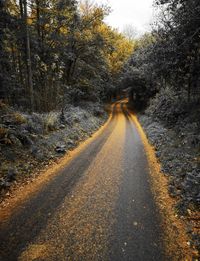 Country road amidst trees in forest