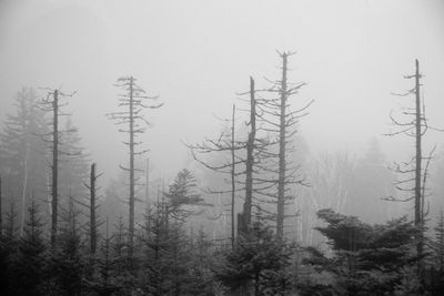 Trees on field in forest during winter