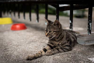 Street cat istanbul