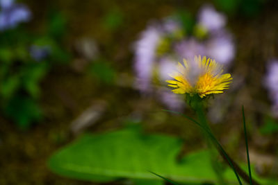 Close-up of yellow flower blooming outdoors