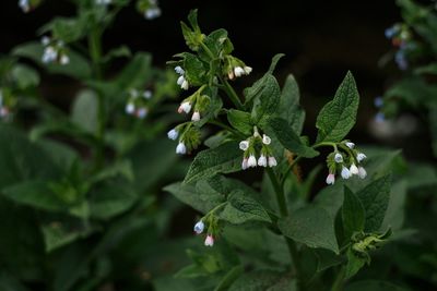 Close-up of flowers blooming outdoors