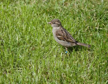 Bird perching on a field