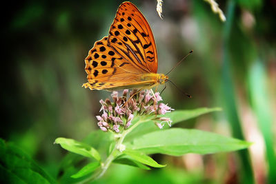 Close-up of butterfly pollinating on flower