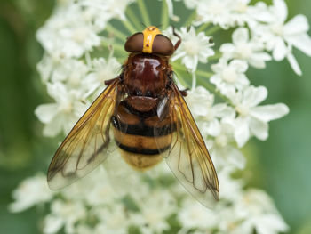 Close-up of bee pollinating flower